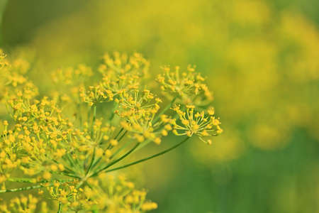 Summer background of flowering dill (Fennel) on a summer green fieldの写真素材