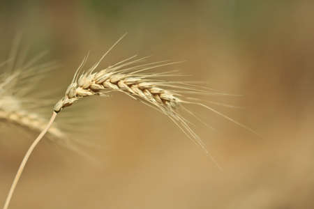 Couple of wheat ears on a blurred background.  の写真素材