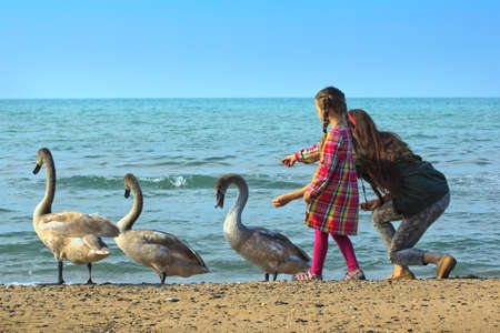 Mother and daughter in a bright dress fed three swans out of hand by the sea. Sunny day. Horizontal landscape. Family holiday. Sea Holidays. Weekendの写真素材