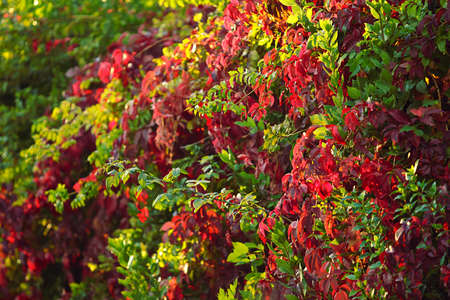 Hedge of climbing plants. Leaves of red and green. Wild grapes. Sunny day of autumn. Warm weather. Specificity seasons. Blurring background. Natural abstraction.の写真素材