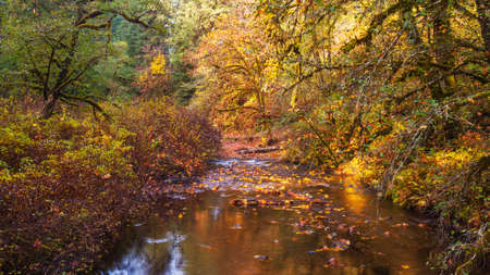 Autum colors surrounds the reflecting waters of Silver Creek at Silver Falls State Park near Silverton, Oregon.の写真素材