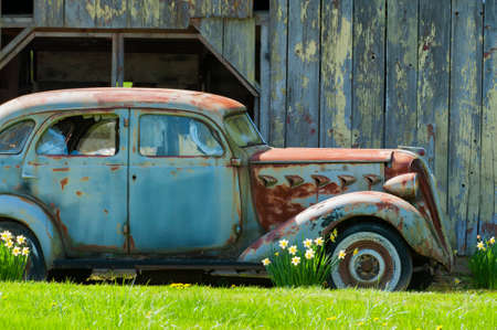 Ridgefield, Washington, USA - April 7, 2014: An old rusted out car sits infront of barn.  Yellow daffodils blooming near tires.のeditorial素材