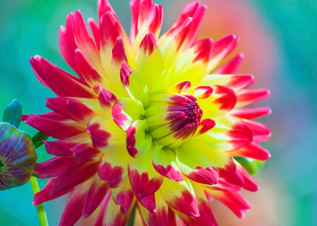 Picture of yellow and red dahila flower in full bloomの写真素材