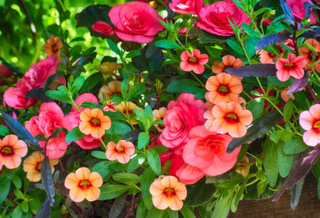A variety of flowers, petunias, and begonia blooming from a pot giving a tropical effect to the planting.の写真素材