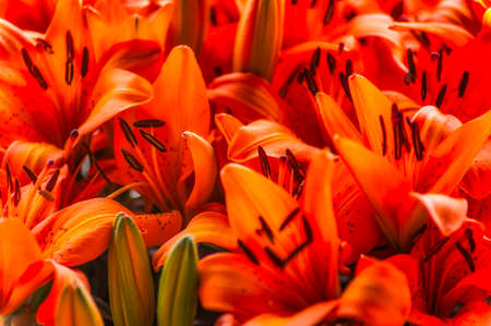 Orange Liliesの写真素材