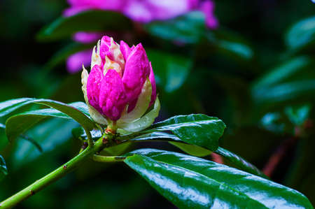 Picture of a pink Rhododendron bud near blooming stage.