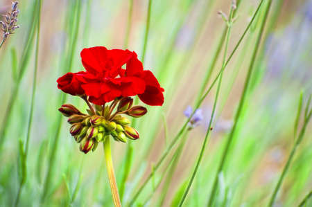 Just beginning to open a red geranium cluster of buds and bloomsの写真素材