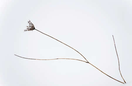 Previous seasoned dried Queen Ann Lace stalks strikes a contrast amongst snow.の写真素材