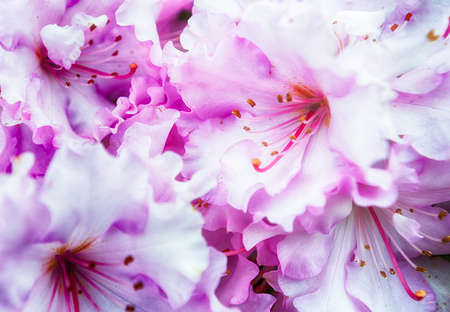 Full bloom pink and white clustered Rhododendronの写真素材