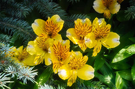 Yellow lilies nestled among a white fir treeの写真素材