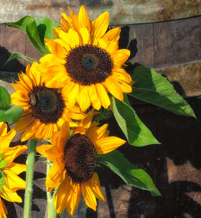 Sun flowers against a wooden barrell.の写真素材
