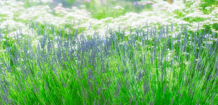 White and lavender flowers in a garden bedの写真素材