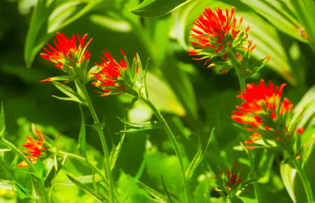 Wildflower, paintbrush,seen while hiking Umbrella Falls Trail in Mt. Hood National Forrest.の写真素材