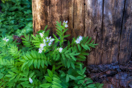 Wildflowers blooming next to a tree along the Falls Trail in Mt. Hood National Forestの写真素材