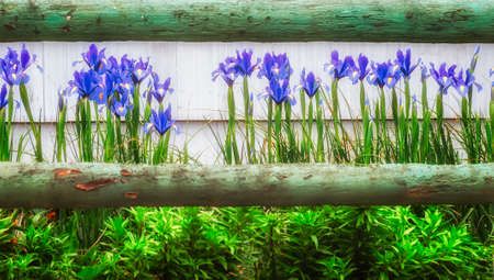 A green tinted wooden rail fence frames a row of blue Irises.の写真素材