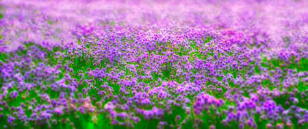 A dreamlike effect of a field of chivesの写真素材