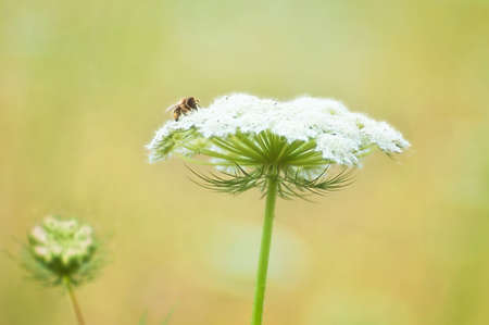 Closeup of Queen Anne's Lace flower with a pollinating beeの写真素材