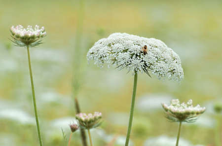 Closeup of Queen Anne's Lace flower with a pollinating beeの写真素材