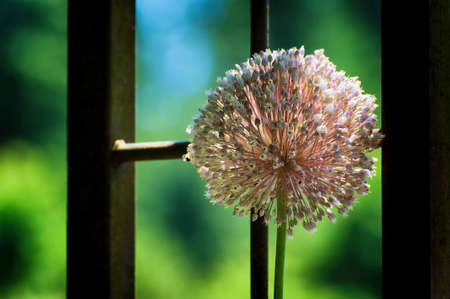 Closeup of an Allium flower against a section of an iron trellis.  The sunlight enlightens the...