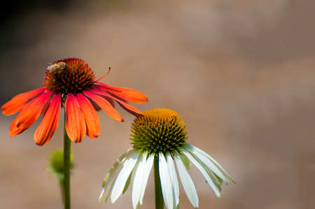 Closeup of one orange and white cone flowers with a bee.の写真素材