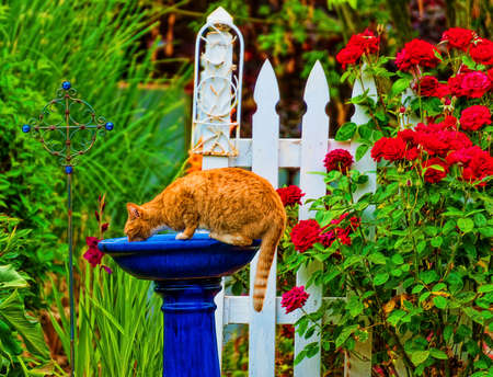 Orange tabby cat drinking out of the bird bath in a garden with white picket fence, red roses and lush plantsの写真素材