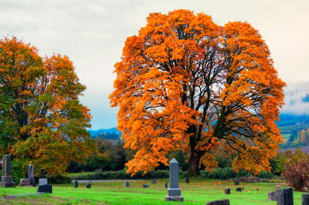 Stunning autumn colors adorn this wonderful oak tree on the edge of an old cemetery in rural Oregonの写真素材