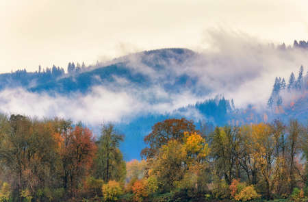 Autumn colors fill the foreground while thickly forrested hillside under low ceiling clouds on an rainy day.の写真素材