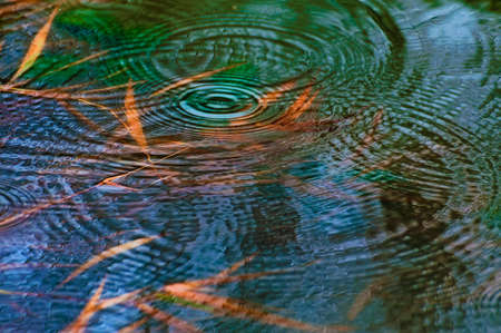 Rain drops cause wakes on still waters where submerged plants add color to the blue-green waters.