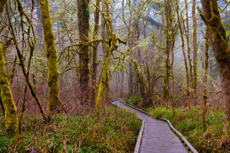 Hiking in the Tualatin Hills nature park boardwalks provide a better path for hikers traveling through the wetlands while protecting its natural state.の写真素材