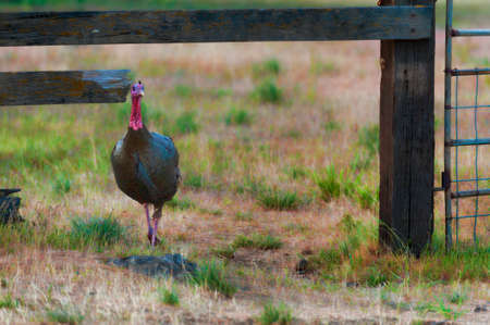 A wild turkey struts under a wooden fenceの写真素材