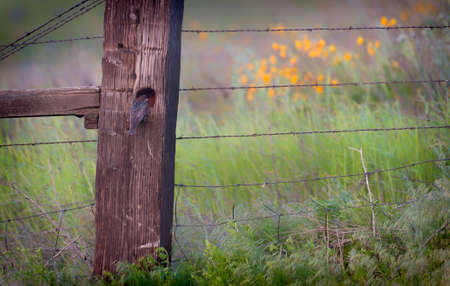 A startling tends to it's nest made in a cavaity in a wooden fence post.の写真素材