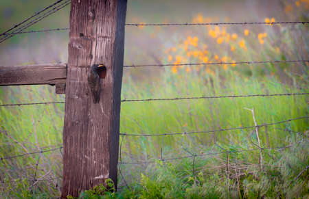 A startling tends to it's nest made in a cavaity in a wooden fence post.の写真素材