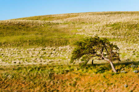 A lone wind shaped tree stands alone on a hillside on The Dallas Ranche Natural Area Preserve in the Columbia River Gorge.の写真素材