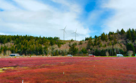 Cranberry fields with wind turbines on the background hillside under cloudy skies, in Grayland, Washingtonの写真素材