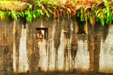 Exterior wall of a bunker weathered of the years of coastal air and toped with wild fernsの写真素材