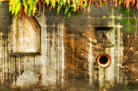 Exterior wall of a bunker weathered of the years of coastal air and toped with wild ferns