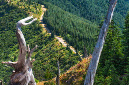 View of forest service road between two snags, remants from 1980 Mt. St. Helens eruption, in Gifford Pinchot National Forest.の写真素材