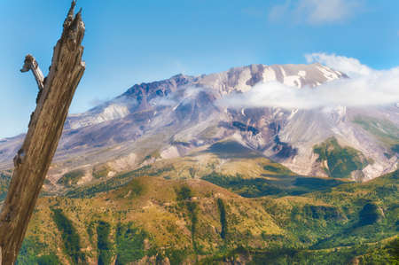 A lone snag stands on the edge of the landscape view of Mt. St. Helens taken while hiking up to Castle Peak in Gifford Pinchot National Forest in Washington State.の写真素材