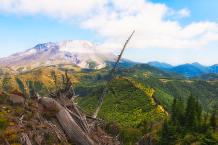 Stunning view from on top of Castle Peak of Mt. St. Helens.  A service roads cuts through the new growth forest below while remnants of the 1980's blast can still be seen.の写真素材