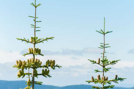 Pine cones stand tall attached to limbs of an evergreen tree in Gifford Pinchot National Forest.の写真素材