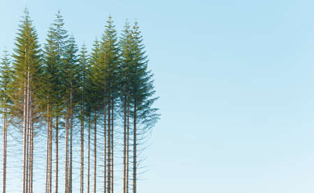 A grouping of trees against blue sky with copy space availble in this minimalist natural image.の写真素材