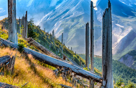 Picture of the remnants of devastion to the forest from Mt. St. Helens erruption in 1980.の写真素材