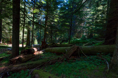A tranquil setting of heavly shaded old growth forest.  It's lush green folliage very inviting.の写真素材