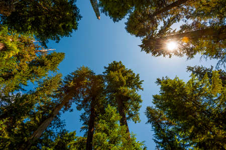 Looking up one can see blue skies through the canopy of old growth forest in Gifford Pinchot National Forest.  The sun's rays filters through the top of tree branches.の写真素材