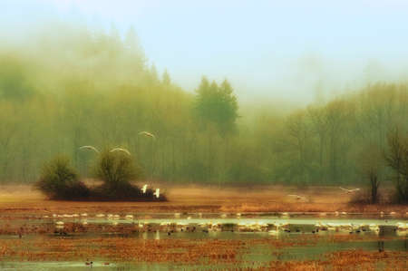 Fog softens this dreamlike scenic wildlife refuge landscape where geese and ducks inhabit the skies and wetlands.の写真素材