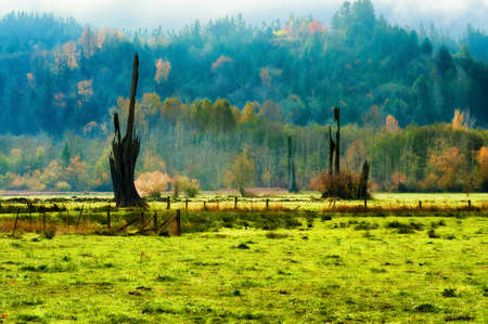 Old snags and fall color add interest to this pasture near Shelton, Washingtonの写真素材
