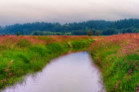 Lush blooming grass line the banks of Gee Creek under heavy clouds in Ridgefield Wildlife Perserve in Washington.の写真素材