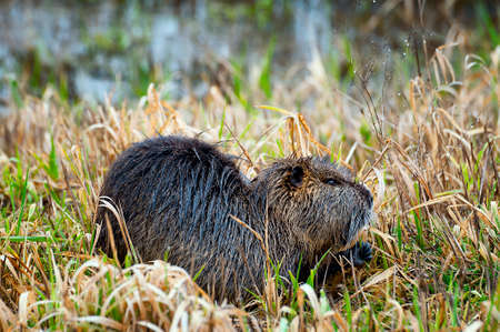Nutria are large rodents with web-feet that can be seen on land and swimming in the water.の写真素材