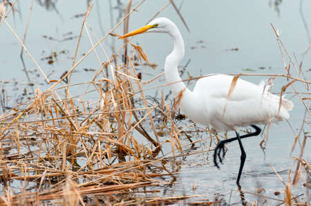 Gret Egret bird hunting for food in wetlandsの写真素材