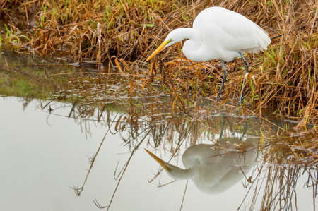 Gret Egret bird hunting for food in wetlandsの写真素材